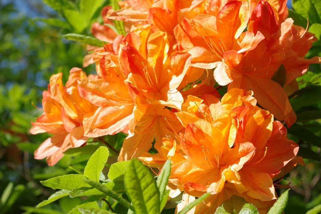 Trädgårdsresa Wapnö & Sofiero