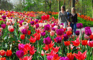 Bussresa Holland Tulpaner Holland