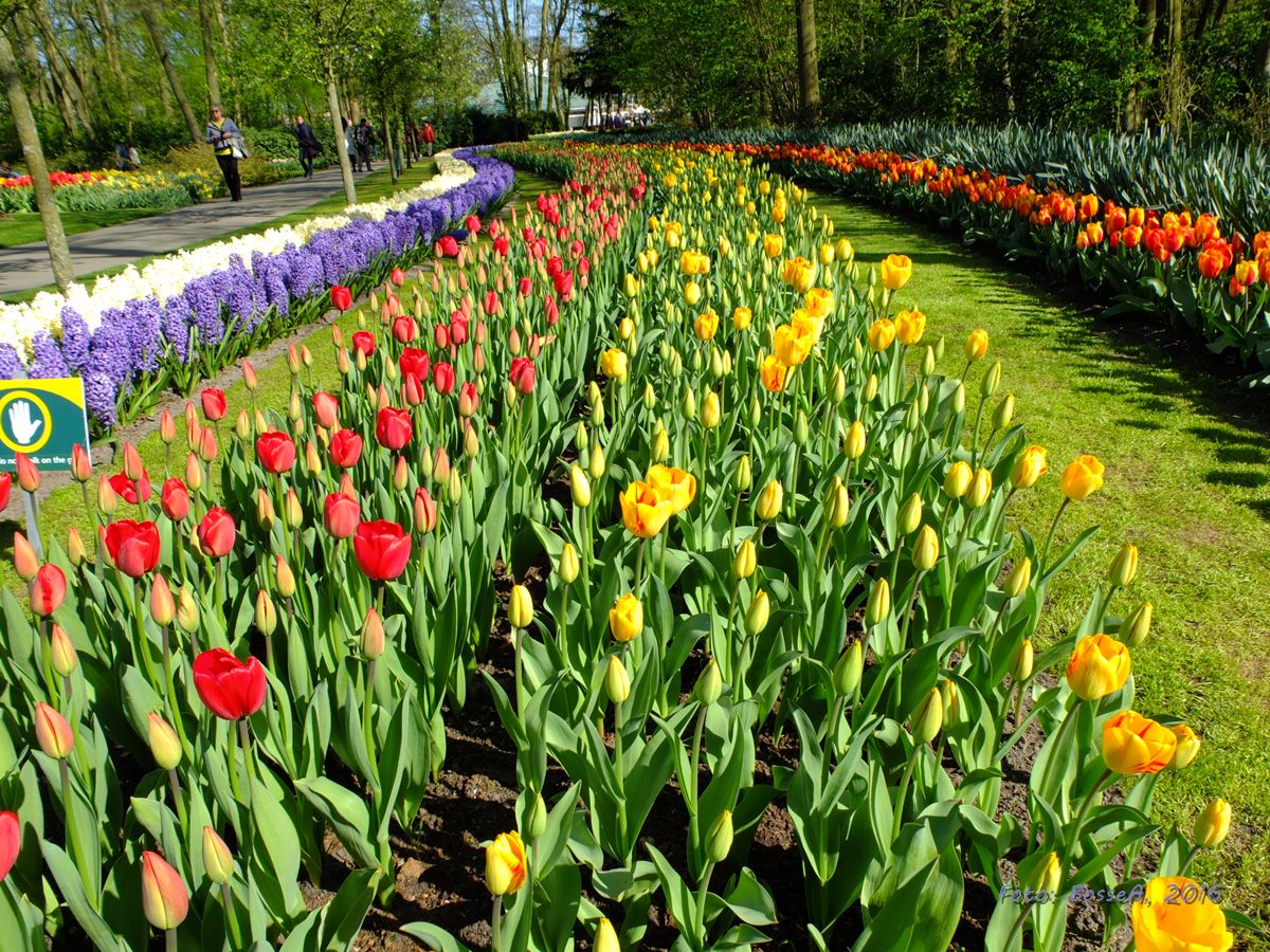 Tulpaner Keukenhof  Bussresa Holland