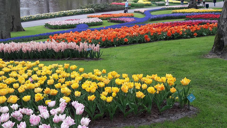 Kekenhof blomsterpark Holland tulpaner